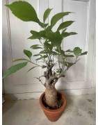 N°A : Baobab africain (Adansonia digitata) de 20 ans