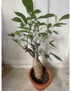 N°A : Baobab africain (Adansonia digitata) de 20 ans