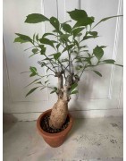 N°A : Baobab africain (Adansonia digitata) de 20 ans