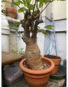 N°A : Baobab africain (Adansonia digitata) de 20 ans