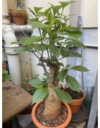 N°A : Baobab africain (Adansonia digitata) de 20 ans