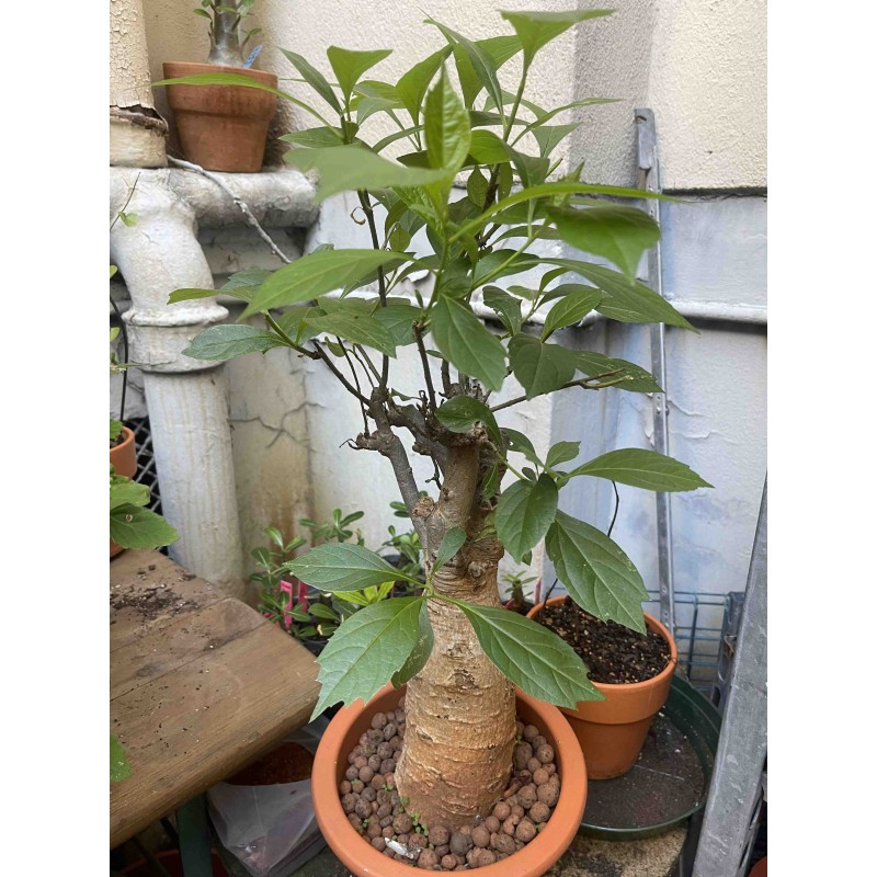 N°A : Baobab africain (Adansonia digitata) de 20 ans N°A : Baobab africain (Adansonia digitata) de 20 ans