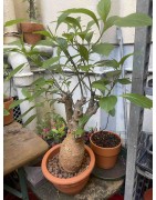 N°A : Baobab africain (Adansonia digitata) de 20 ans