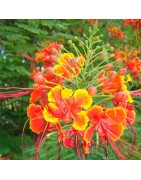 8 graines de Caesalpinia pulcherrima (petit Flamboyant)