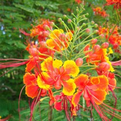 8 graines de Caesalpinia pulcherrima (petit Flamboyant)