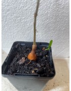 NOUVEAU ! Jeune baobab (digitata) de 1 an - Petit Prince + graines