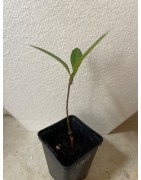 NOUVEAU ! Jeune baobab (digitata) de 1 an - Petit Prince + graines