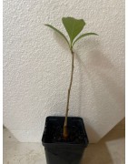 NOUVEAU ! Jeune baobab (digitata) de 1 an - Petit Prince + graines