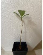NOUVEAU ! Jeune baobab (digitata) de 1 an - Petit Prince + graines