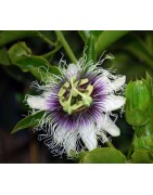 20 graines de Passiflora edulis (fruit de la passion)