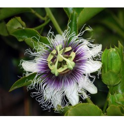 20 graines de Passiflora edulis (fruit de la passion)