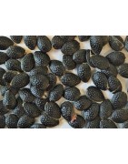 20 graines de Passiflora edulis (fruit de la passion)