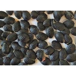 20 graines de Passiflora edulis (fruit de la passion)