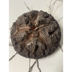 Dioscorea elephantipes var. montana n°1 | diamètre : 12 cm