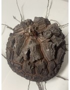 Dioscorea elephantipes var. montana n°1 | diamètre : 12 cm
