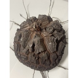 Dioscorea elephantipes var. montana n°1 | diamètre : 12 cm