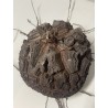 Dioscorea elephantipes var. montana n°1 | diamètre : 12 cm