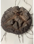Dioscorea elephantipes var. montana n°1 | diamètre : 12 cm