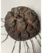 Dioscorea elephantipes var. montana n°2 | diamètre : 12 cm