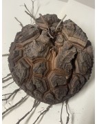 Dioscorea elephantipes var. montana n°2 | diamètre : 12 cm