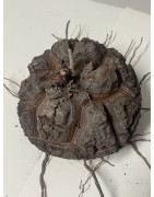 Dioscorea elephantipes var. montana n°3 | diamètre : 11 cm