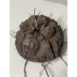 Dioscorea elephantipes var. montana n°3 | diamètre : 11 cm