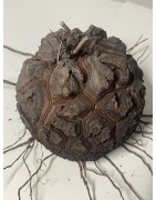 Dioscorea elephantipes var. montana n°3 | diamètre : 11 cm
