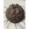Dioscorea elephantipes var. montana n°3 | diamètre : 11 cm