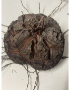 Dioscorea elephantipes var. montana n°3 | diamètre : 11 cm