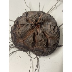 Dioscorea elephantipes var. montana n°3 | diamètre : 11 cm