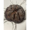 Dioscorea elephantipes var. montana n°3 | diamètre : 11 cm