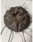 Dioscorea elephantipes var. montana n°3 | diamètre : 11 cm