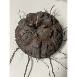 Dioscorea elephantipes var. montana n°3 | diamètre : 11 cm
