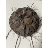 Dioscorea elephantipes var. montana n°3 | diamètre : 11 cm