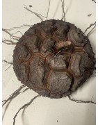 Dioscorea elephantipes var. montana n°7 | diamètre : 12 cm