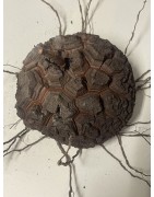 Dioscorea elephantipes var. montana n°7 | diamètre : 12 cm