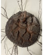 Dioscorea elephantipes var. montana n°7 | diamètre : 12 cm