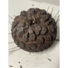 Dioscorea elephantipes var. montana n°8 | diamètre : 11 cm