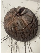 Dioscorea elephantipes var. montana n°9 | diamètre : 13 cm