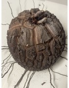 Dioscorea elephantipes var. montana n°9 | diamètre : 13 cm