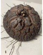 Dioscorea elephantipes var. montana n°9 | diamètre : 13 cm