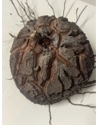 Dioscorea elephantipes var. montana n°11 | diamètre : 13 cm
