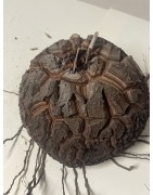 Dioscorea elephantipes var. montana n°11 | diamètre : 13 cm