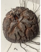 Dioscorea elephantipes var. montana n°11 | diamètre : 13 cm