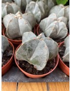 Astrophytum myriostigma (bonnet d'évêque)