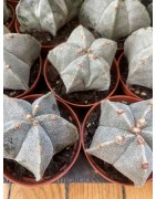 Astrophytum myriostigma (bonnet d'évêque)