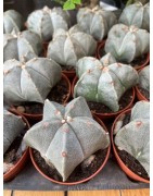 Astrophytum myriostigma (bonnet d'évêque)