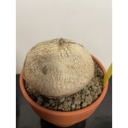 Raphionacme burkei n°1
