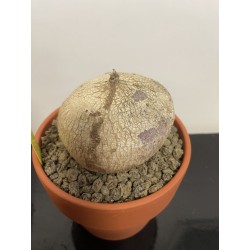 Raphionacme burkei n°1