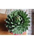 Grosse Agave victoria regina